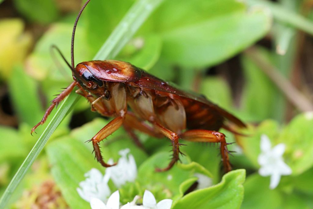 What Is the Scientific Name for the Largest Cockroach? Discover the Gigantic Insect That Stuns!