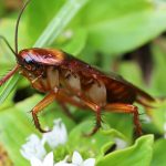 What Is the Scientific Name for the Largest Cockroach? Discover the Gigantic Insect That Stuns!